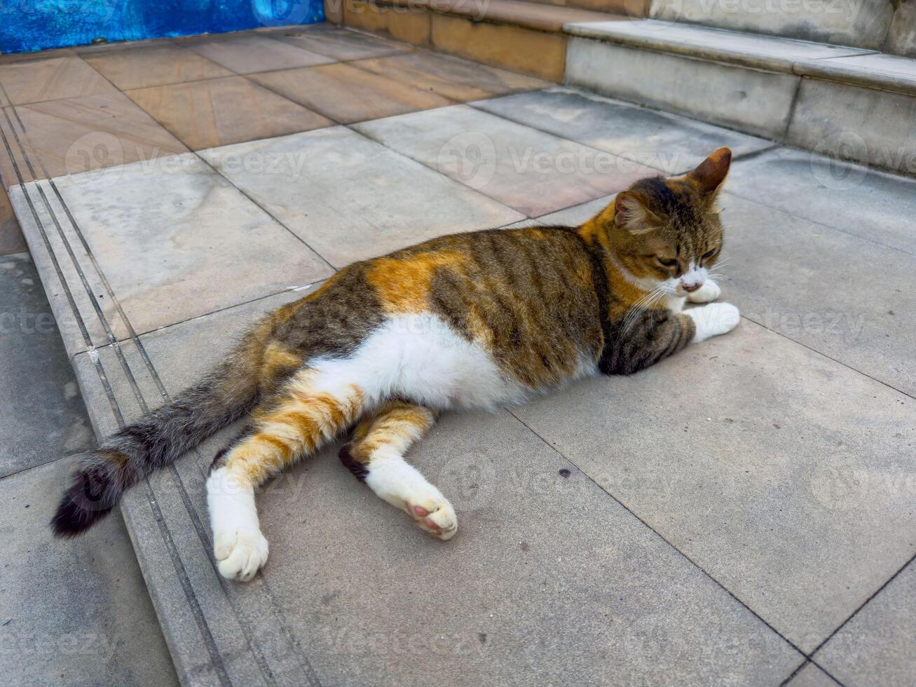 This close-up, eye-level shot features a beautiful calico cat comfortably stretched out on warm stone steps. The feline, with its distinctive patches of brown, orange, and white fur, is captured in a photo