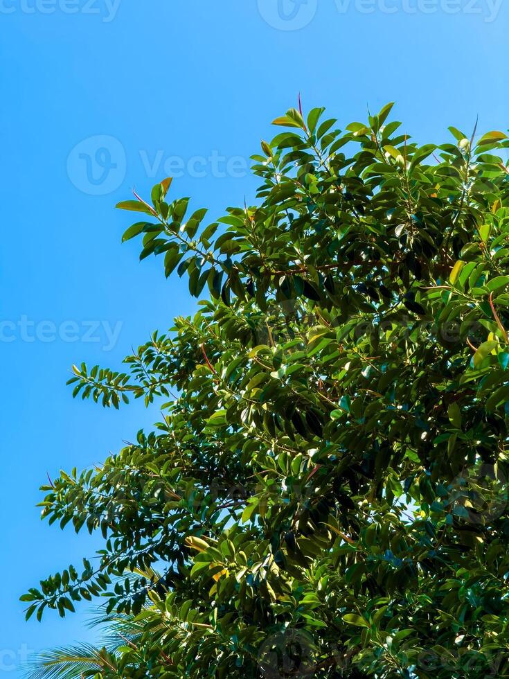 A low-angle, wide-shot captures the expansive, lush green canopy of a tropical tree reaching towards a brilliant, cloudless blue sky. The vibrant leaves are illuminated by the natural sunlight photo