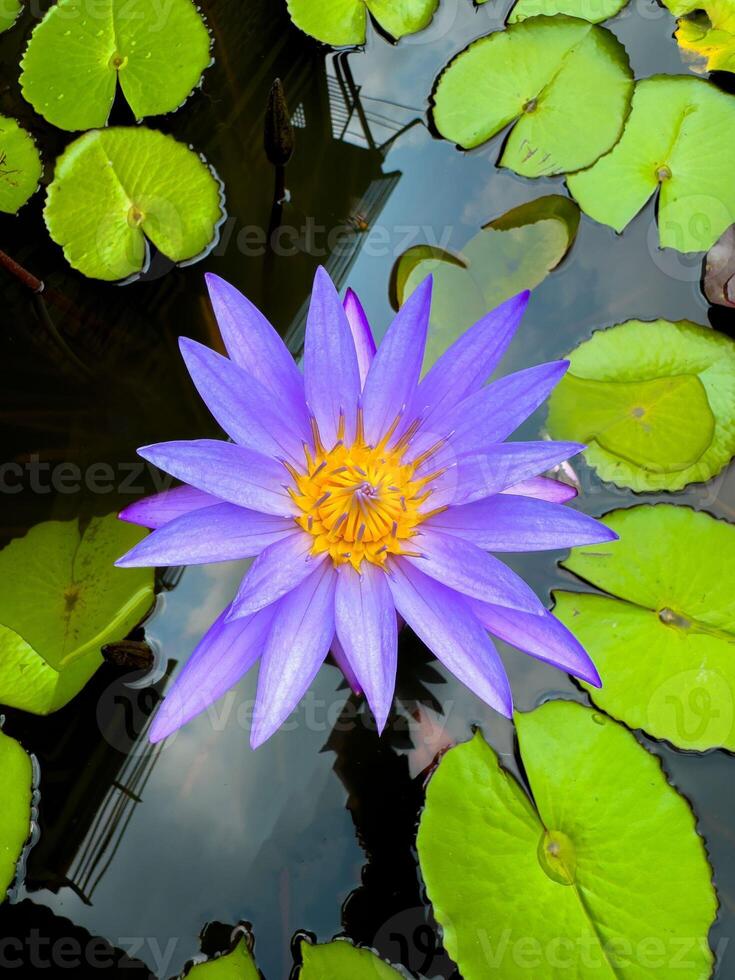 A high-angle, close-up shot captures a stunning purple water lily with a vibrant yellow center, gracefully floating on the dark, reflective surface of a pond, surrounded by bright green lily pads. The photo
