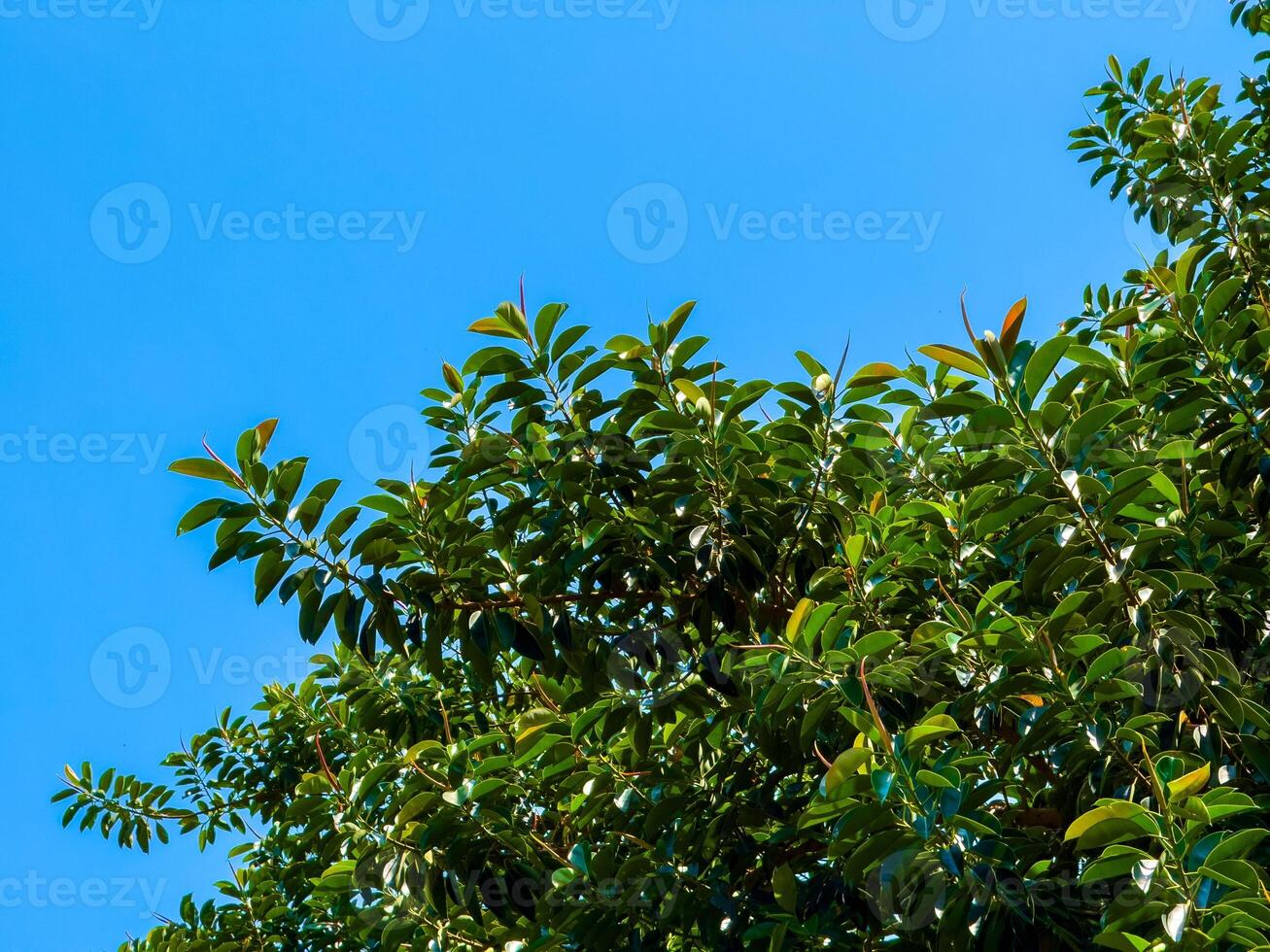 low-angle, wide-shot captures the expansive, lush green canopy of a tropical tree reaching towards a brilliant, cloudless blue sky. The vibrant leaves are illuminated by the natural sunlight photo