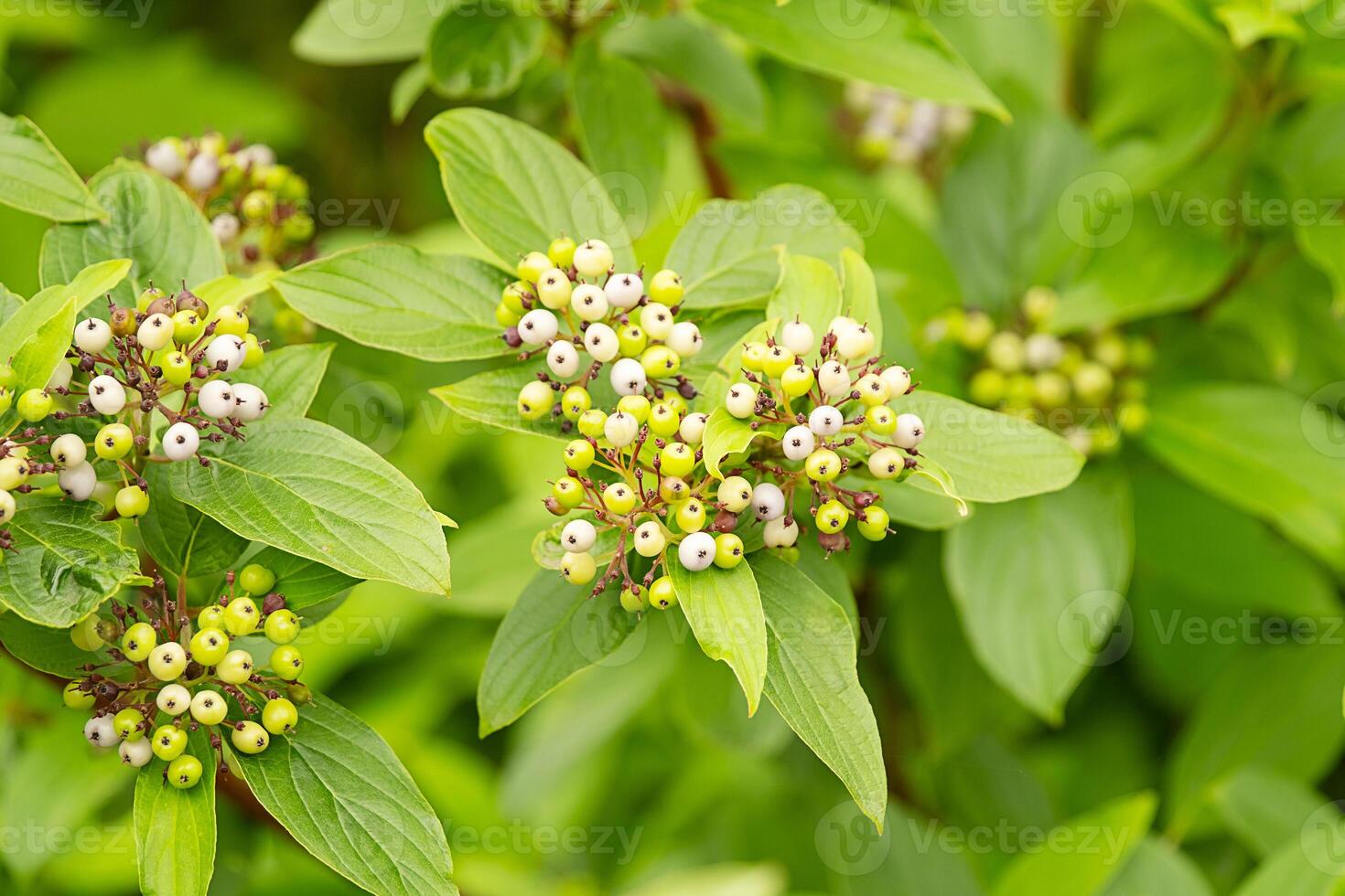 Green leaves and white berries of a plant with natural light. Dogwoods shrub with white fruits. photo