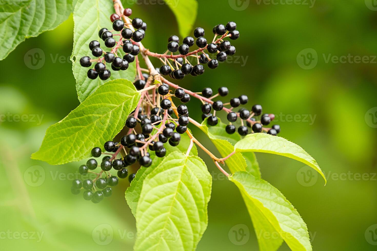 Ripe bird cherry berries growing on a branch with green leaves. Harvest season and natural plant. photo