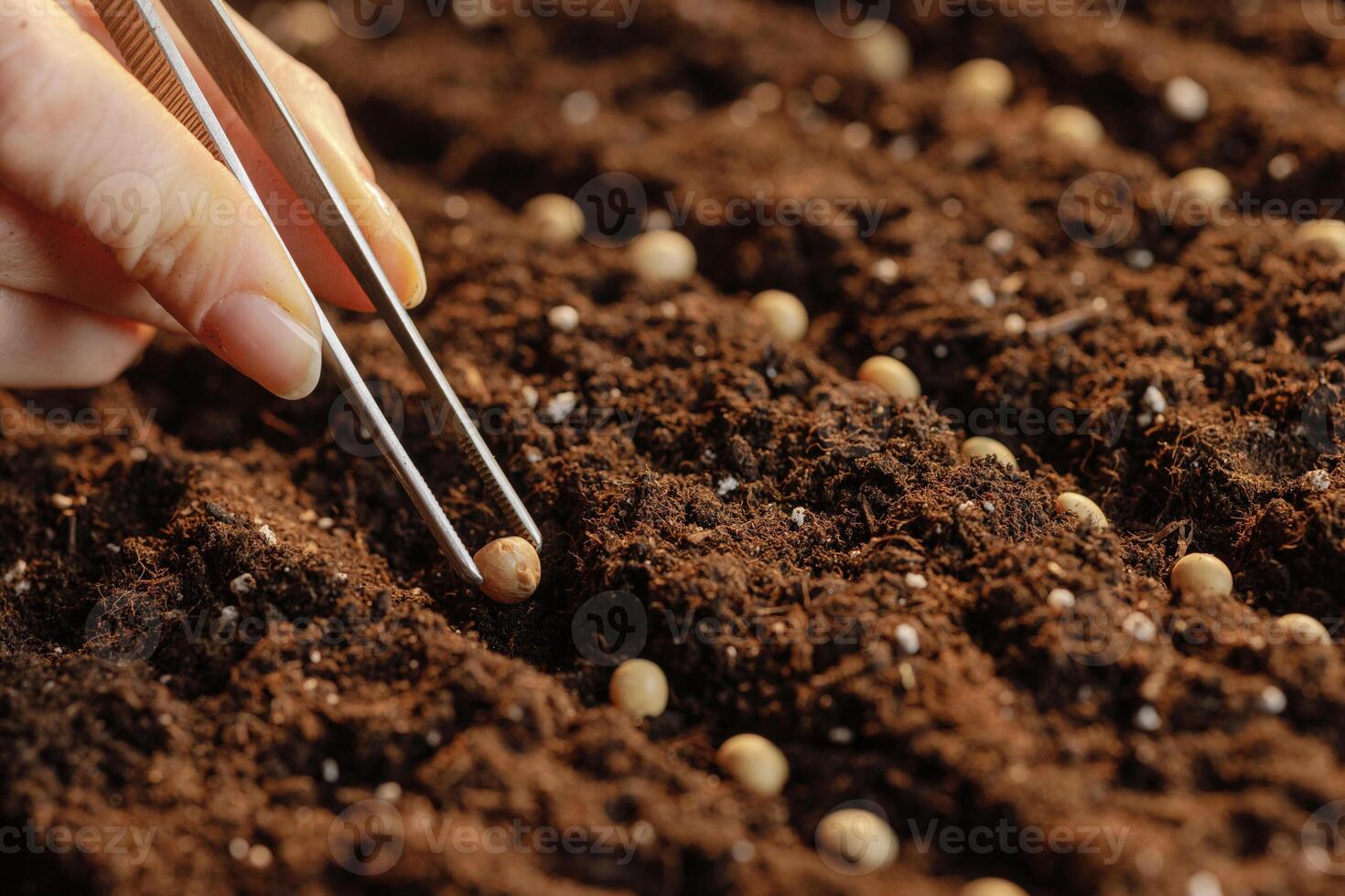 Hand Planting Soybean Seeds in Soil Rows Closeup Spring Sowing Process and Sustainable Agriculture Concept photo