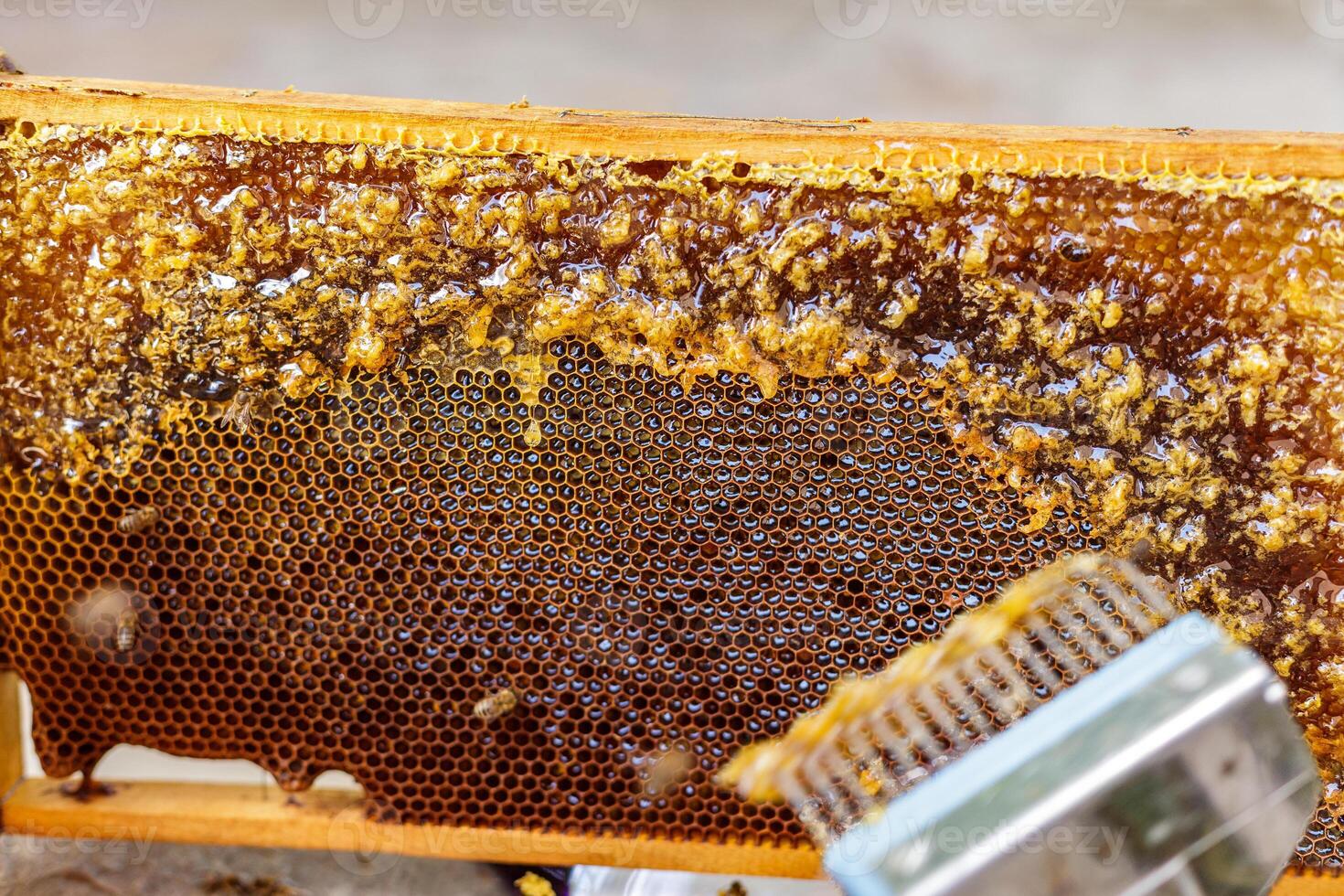 Beekeeper Uncapping Honeycomb Frame with Fork in Apiary Close Up of Honey Extraction Process photo