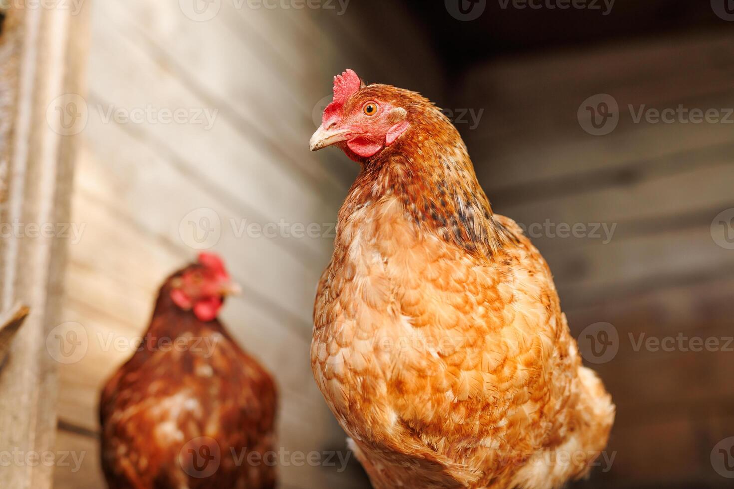 Close-up of a light brown chicken inside a wooden barn coop, standing tall in soft light with another hen in the blurred background. photo