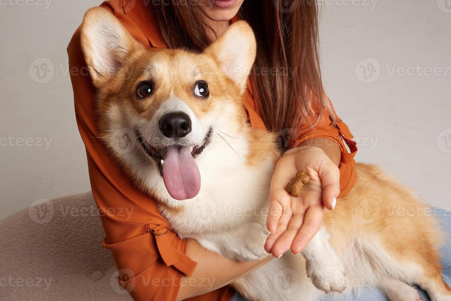 Corgi receiving a treat from owner photo