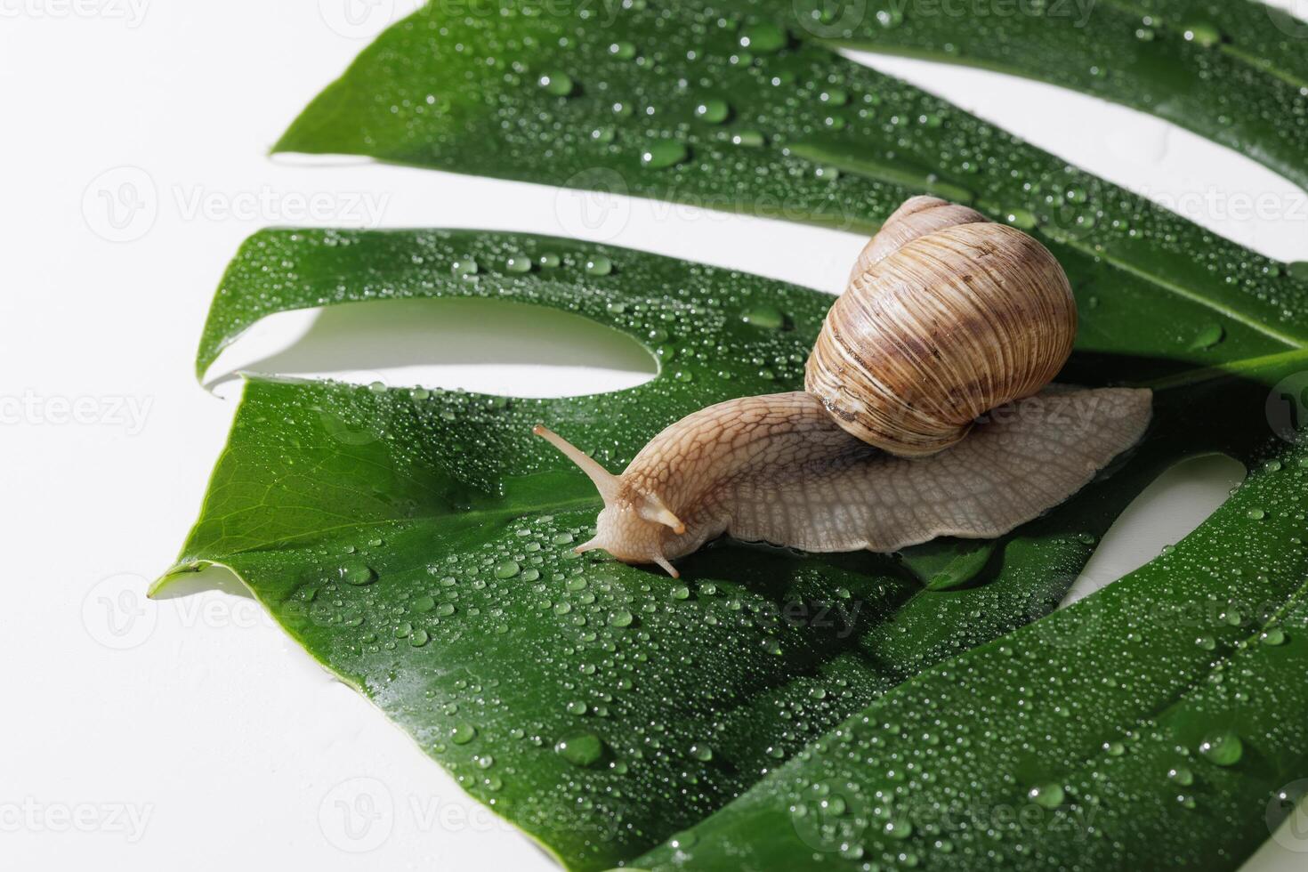 Macro photo of a garden snail crawling on a vibrant green monstera leaf covered with dewdrops. Minimalist natural composition on white background emphasizing texture and freshness.