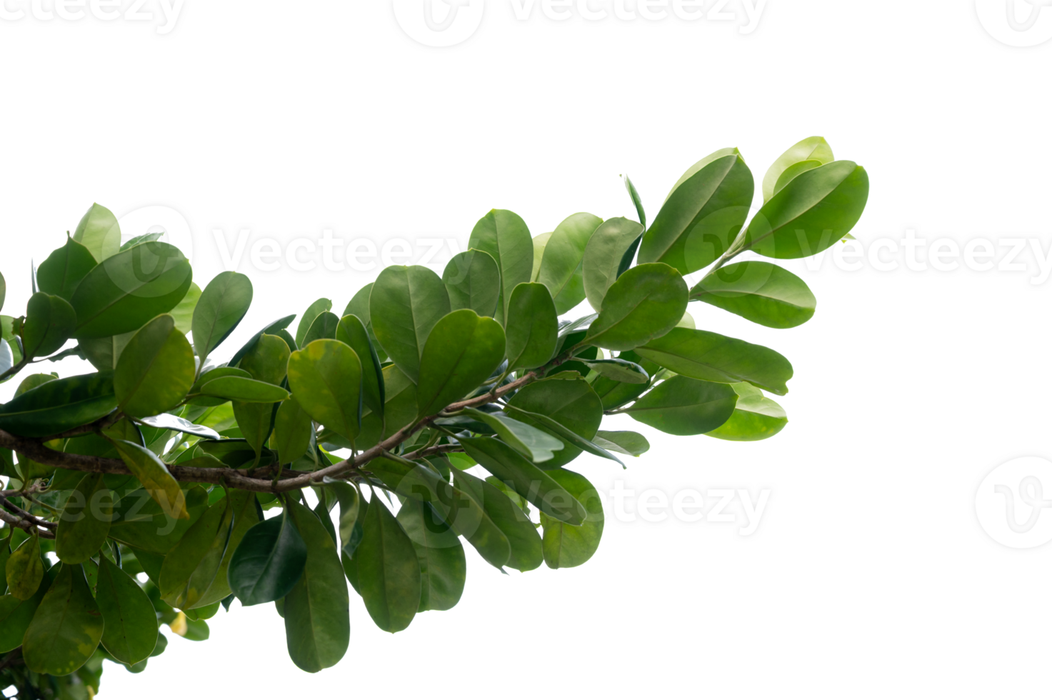 Realistic Hanging Tree Leaves with Transparent Background for Eco Projects png