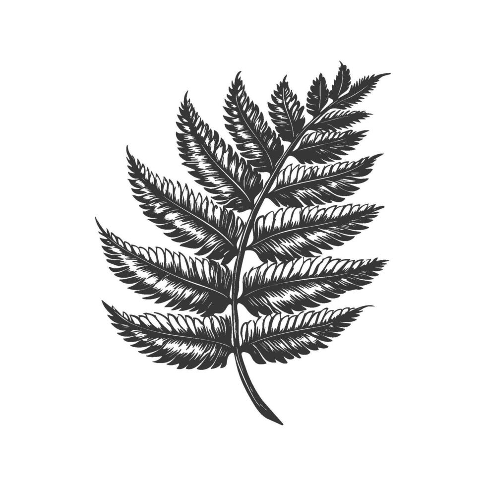 Fern Leaf Botanical Black And White Silhouette Illustration. Nature'S Elegance And Simplicity In Design. Isolated Illustration vector
