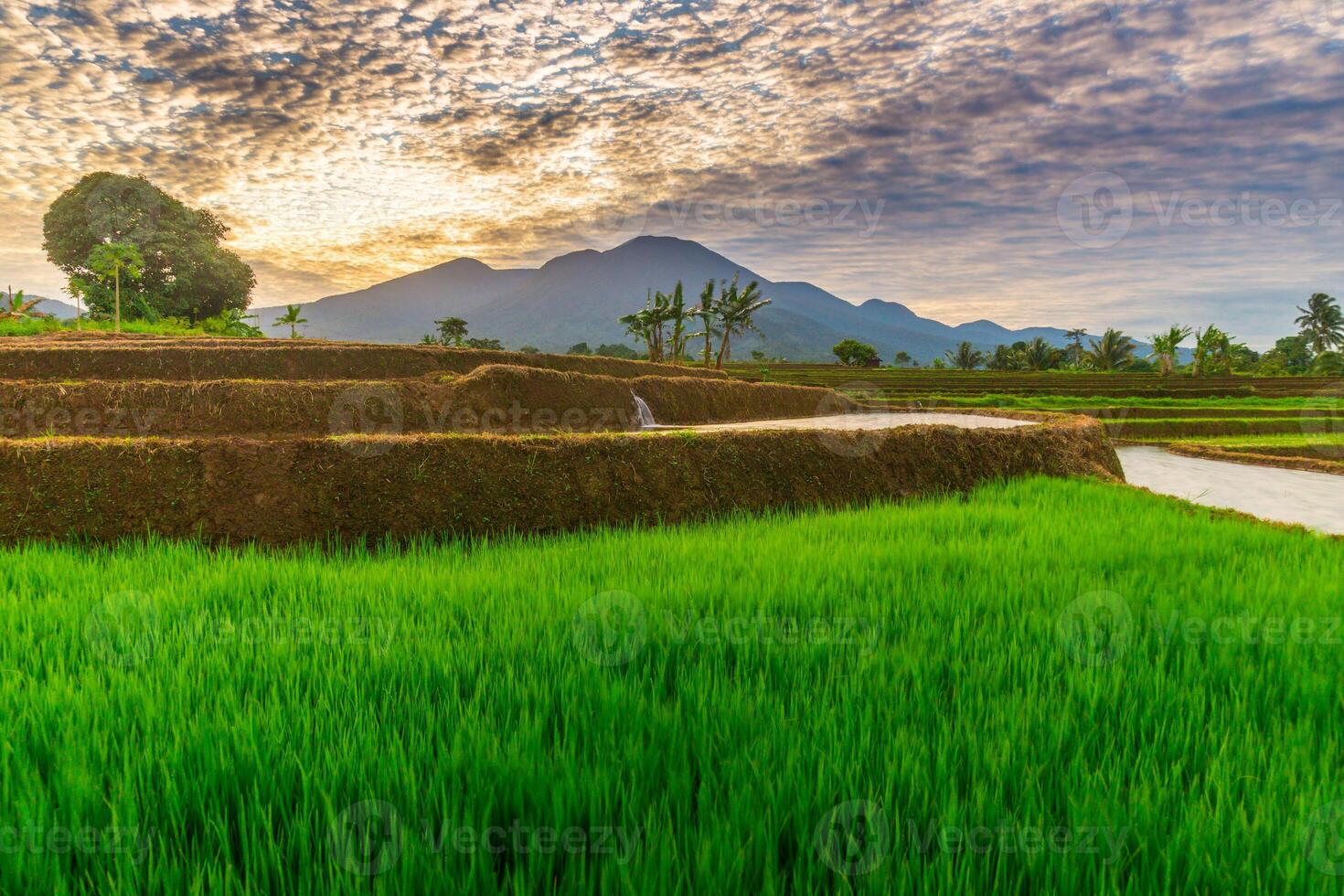 A beautiful sunset over a rice field photo