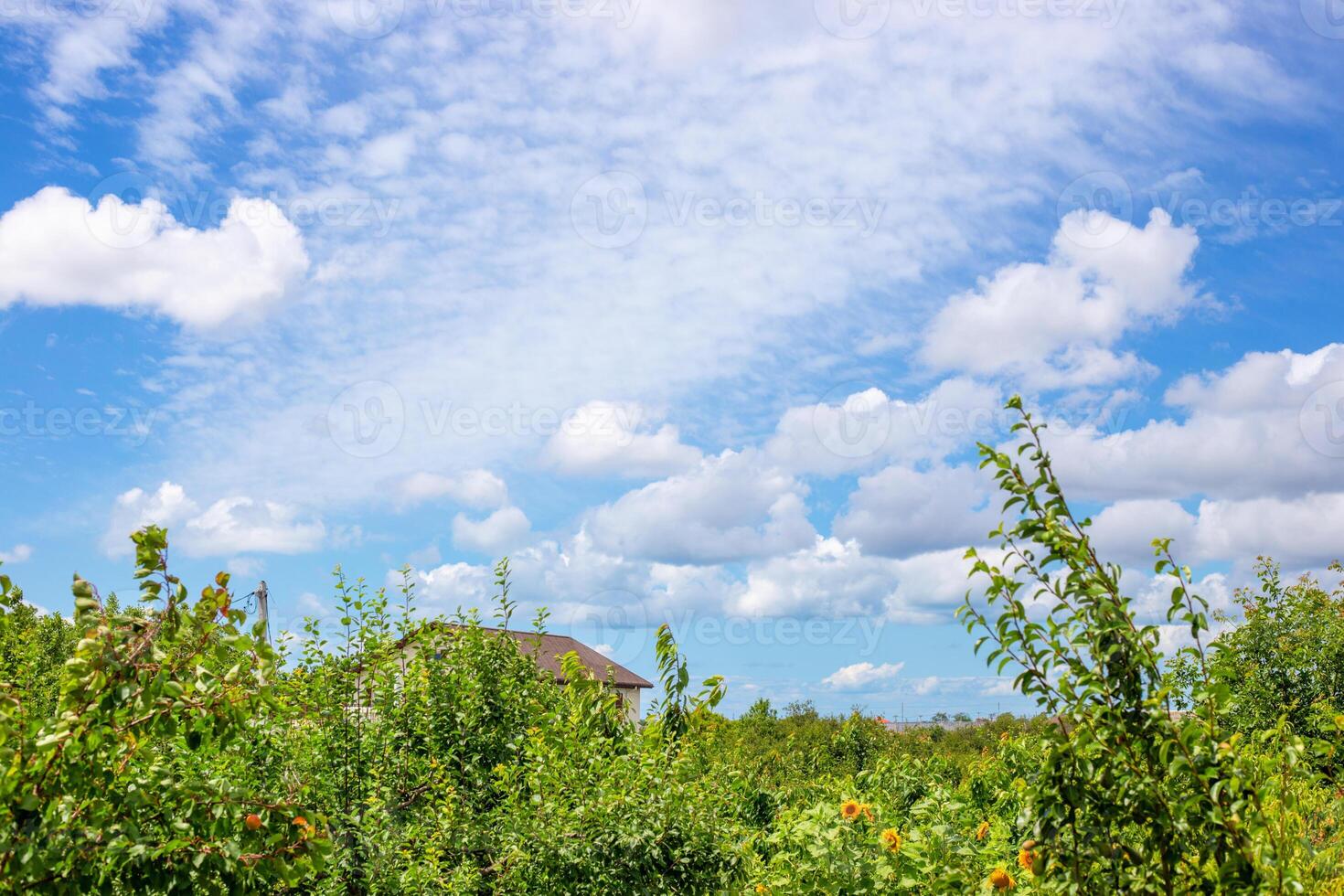 Sunny rural landscape with lush green foliage, bright blue sky dotted with fluffy clouds photo