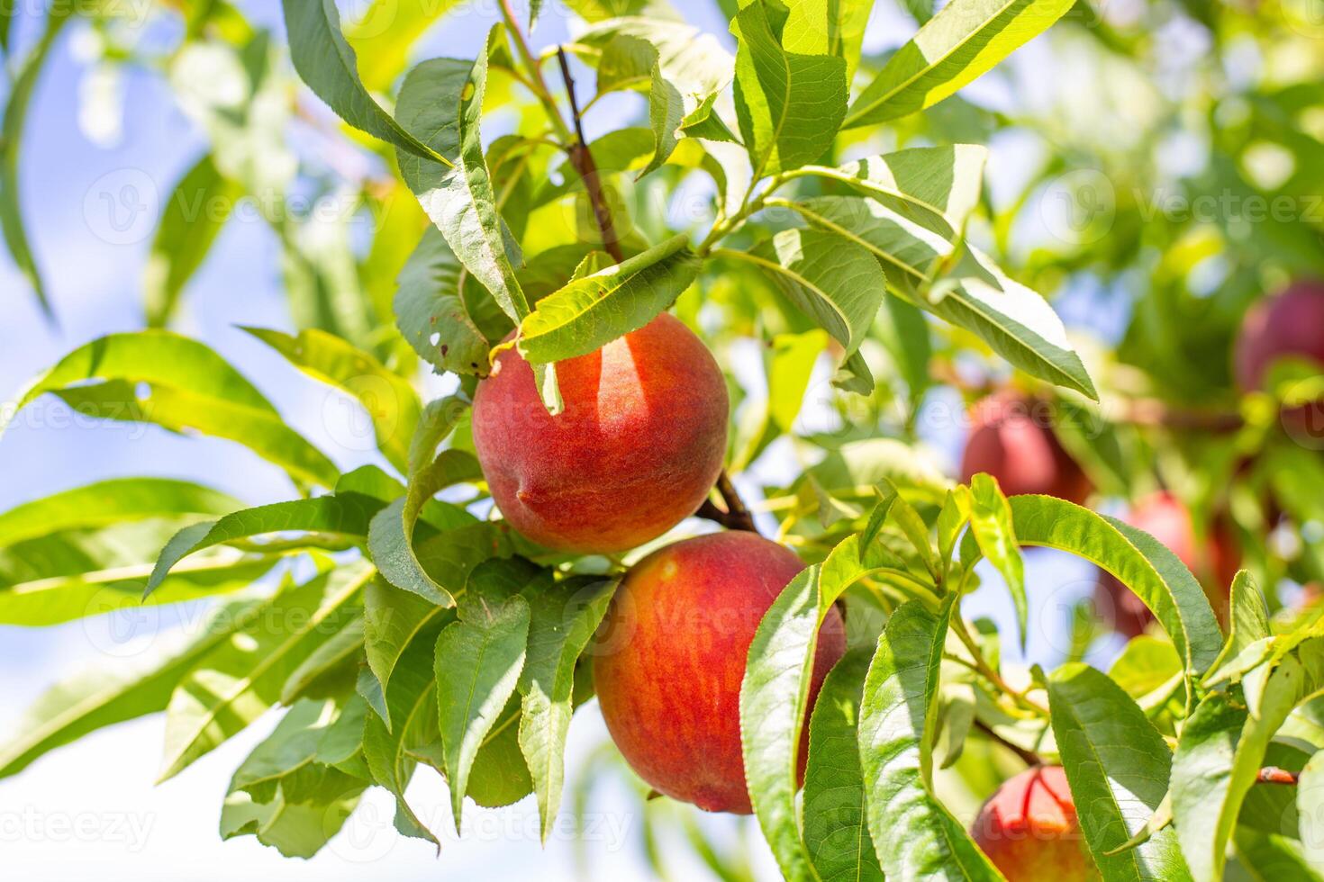 Ripe peaches hang heavily on a tree branch, bathed in sunlight photo