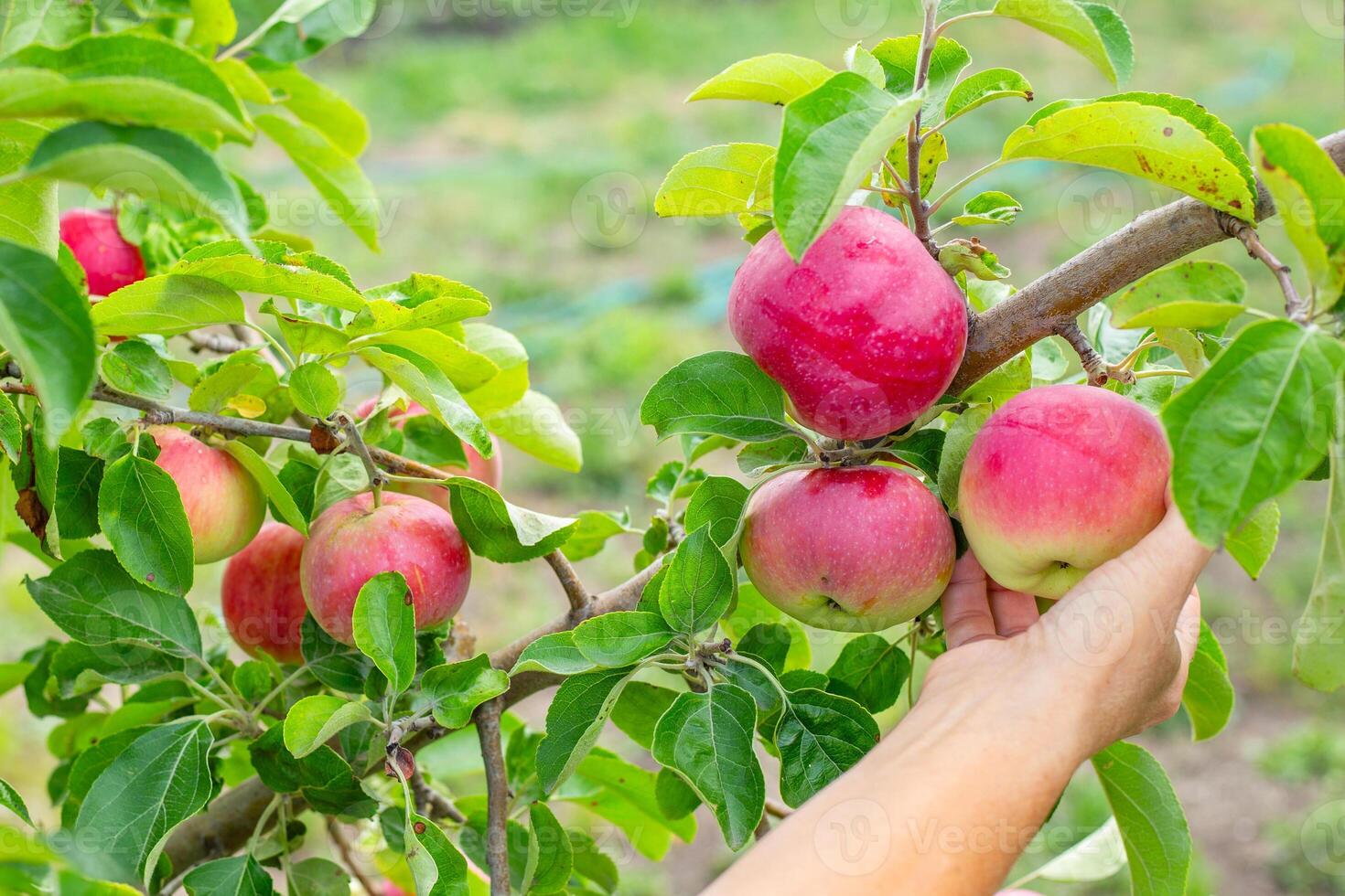 Fruit harvesting. Hand reaches out to pick a ripe red apple from a branch laden with fruits and green leaves in an orchard photo