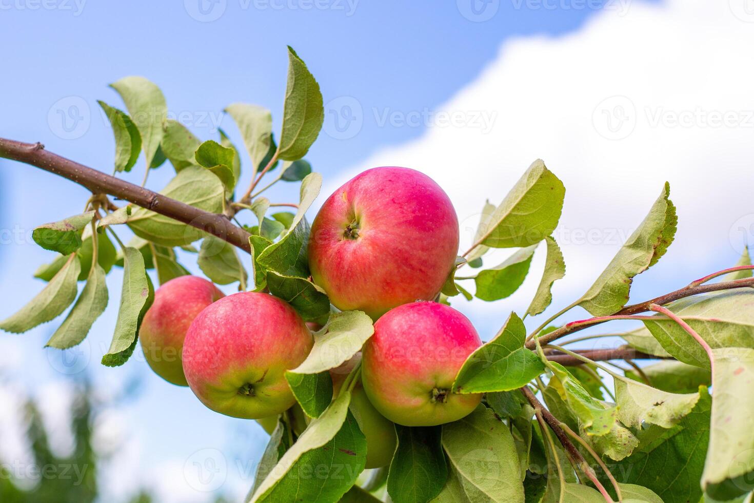 A bunch of bright red apples hangs on a branch, framed by a soft blue sky with white clouds photo
