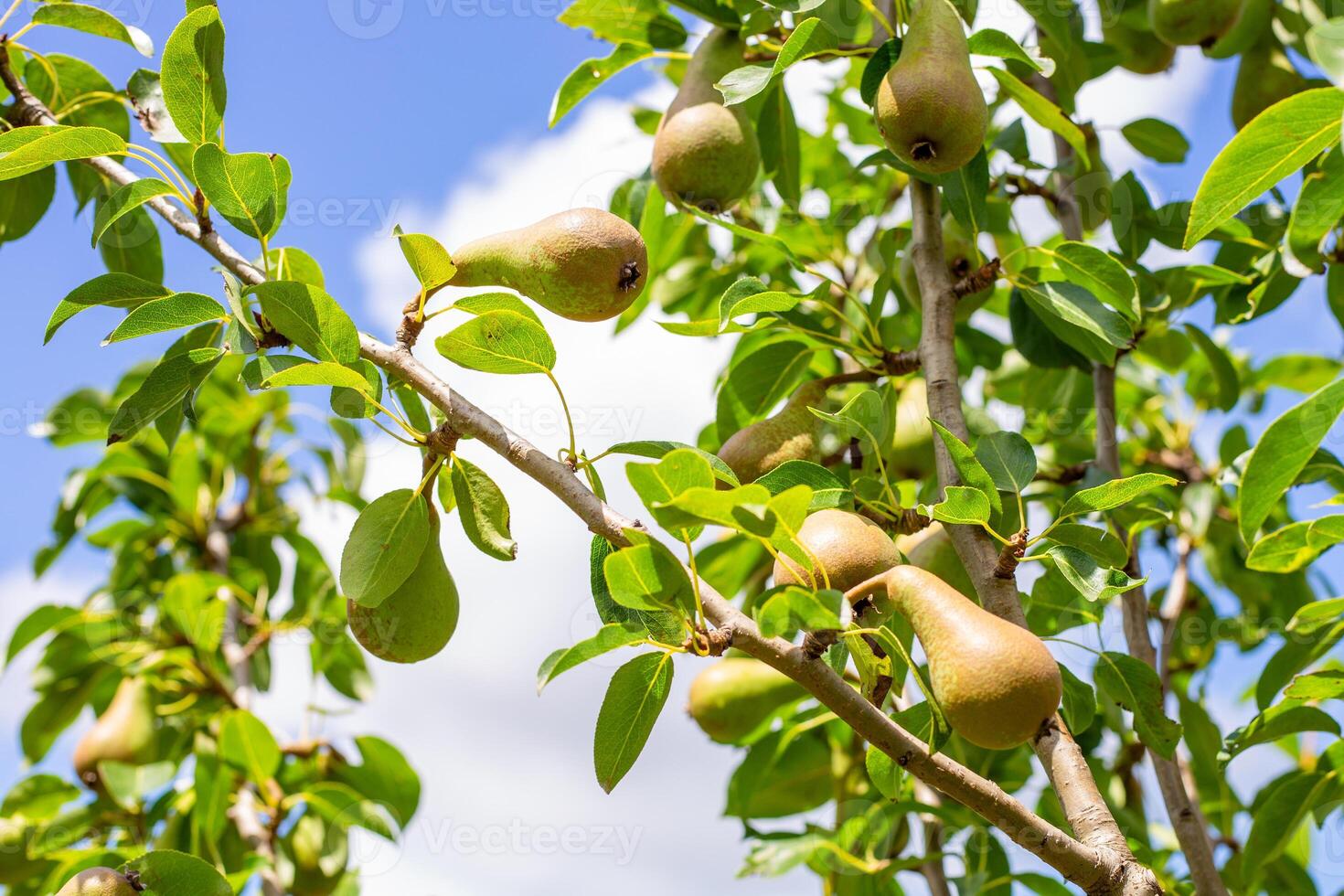 Green pears hanging on a tree branch against a bright blue sky with soft clouds photo