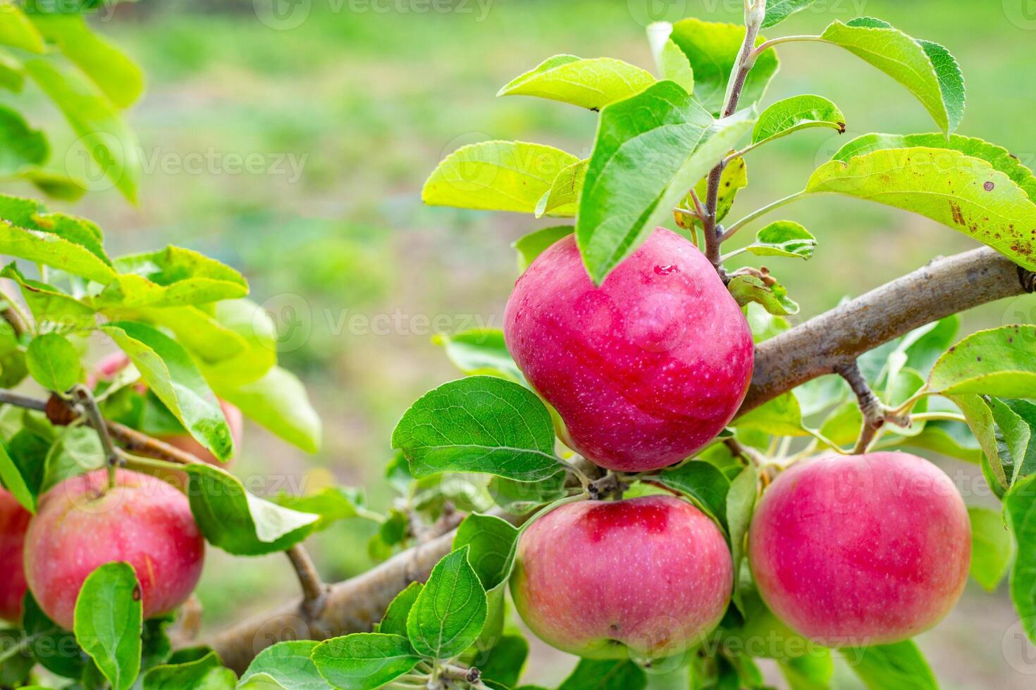 A bunch of ripe red large apples hangs on a branch among bright green leaves. photo