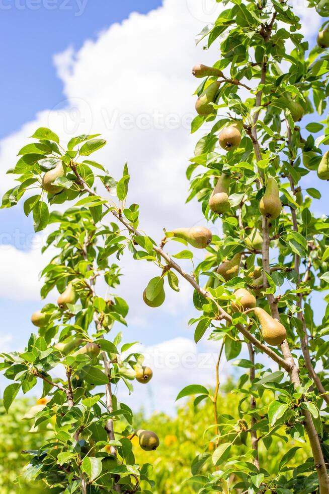 Green pears hanging on a tree branch against a bright blue sky with soft clouds. photo