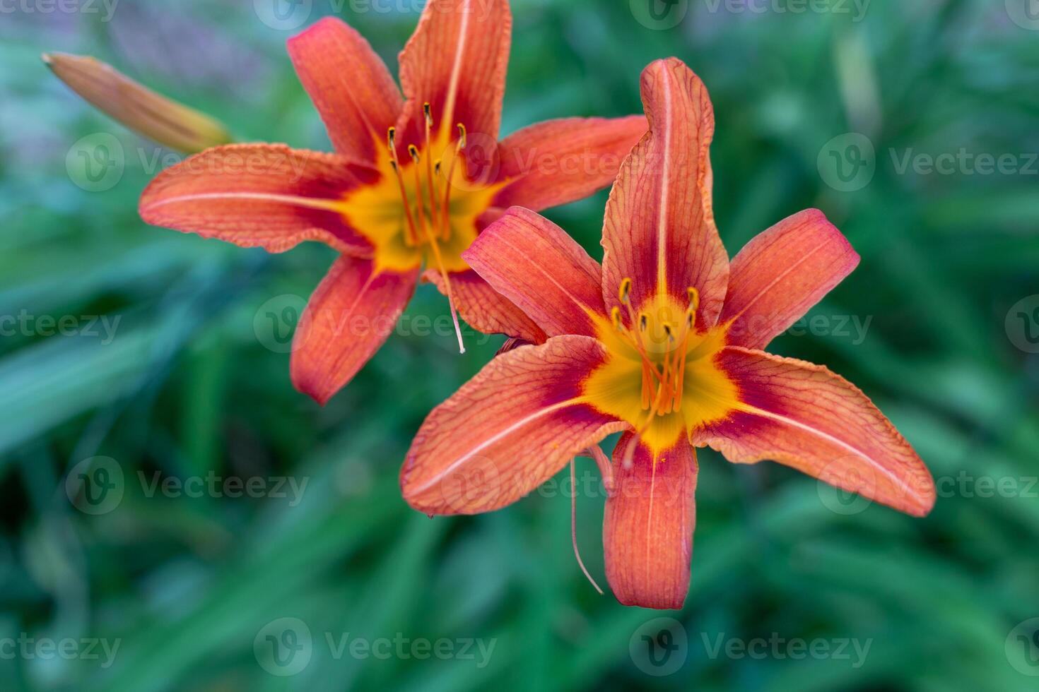Detailed close-up of two vibrant orange lilies with yellow centers in full bloom. Hemerocallis - orange daylily photo
