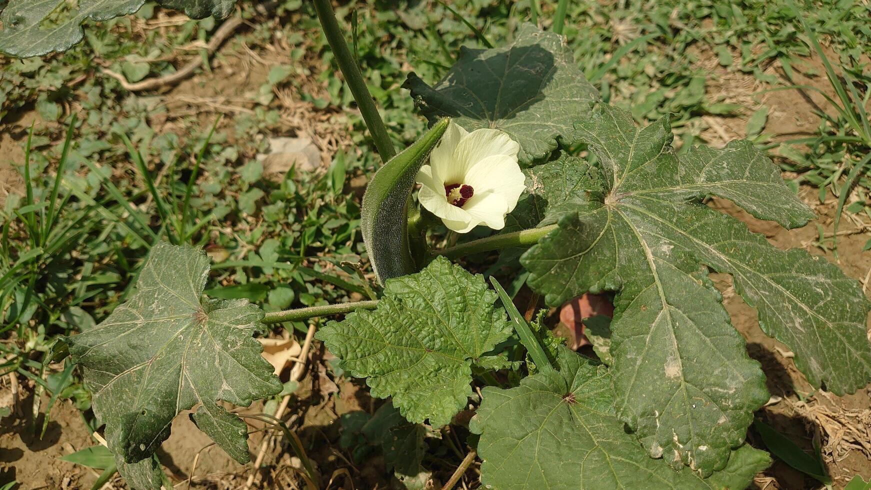 Okra Plant with Blooming Yellow Flower in Garden Close-Up photo