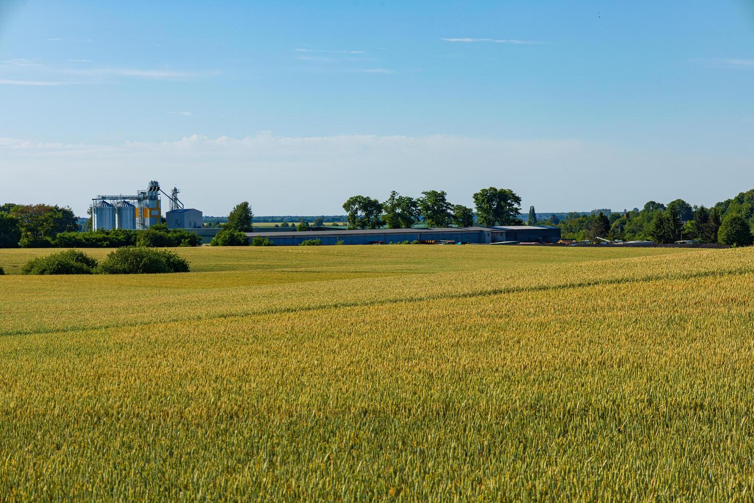 Golden grain fields stretch across the rural landscape with silos and a storage facility in the background under a bright blue sky photo