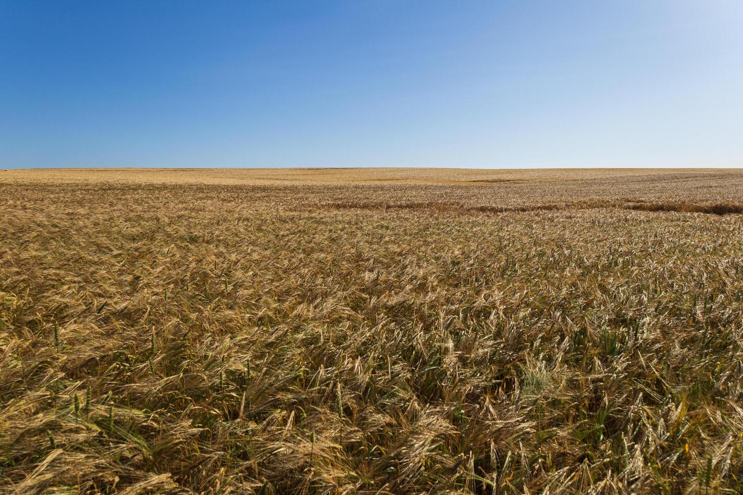 Expansive wheat field swaying gently under bright sunlight, with horizon stretching into a clear blue sky photo