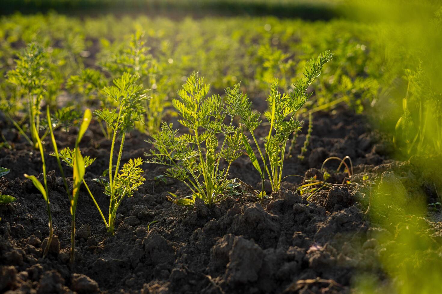 In a garden, young carrot plants emerge from the rich brown soil, basking in warm sunlight during a calm afternoon photo