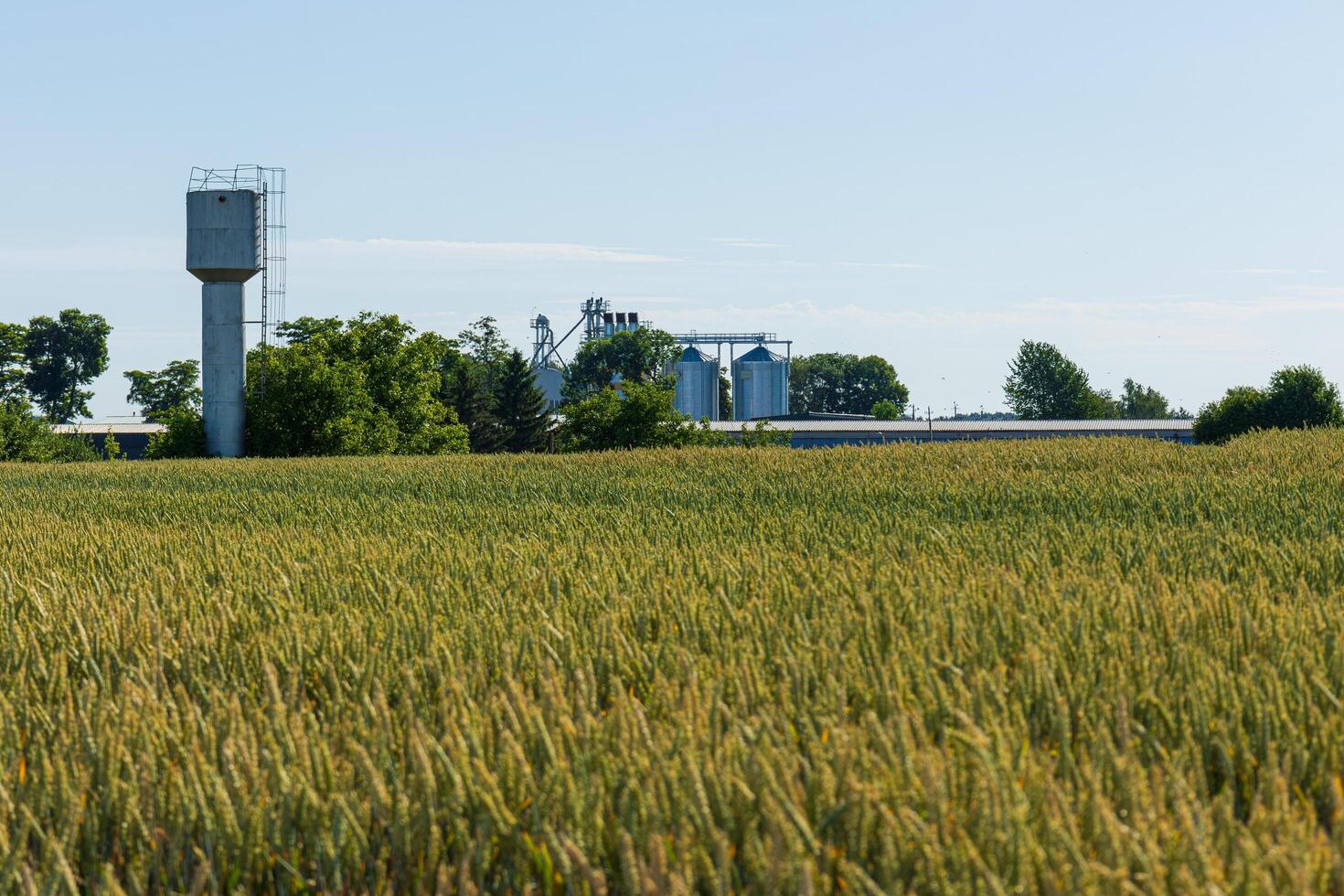 Silos tower over lush grain fields, depicting a bustling rural agriculture storage facility on a sunny day, showcasing nature's bounty photo