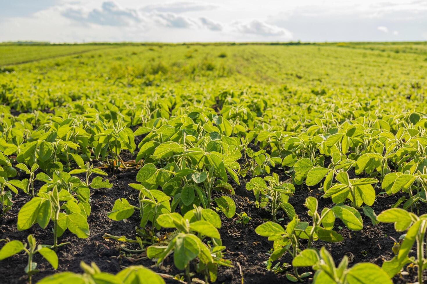 A vast field showcases healthy soybean sprouts flourishing under the warm sunlight, highlighting the rich green color of the plants photo