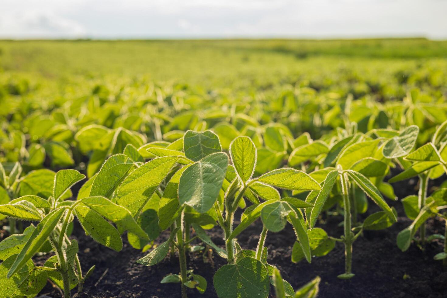 Lush soybean sprouts thrive in a rural field under clear skies, showcasing vibrant green leaves and fertile soil photo