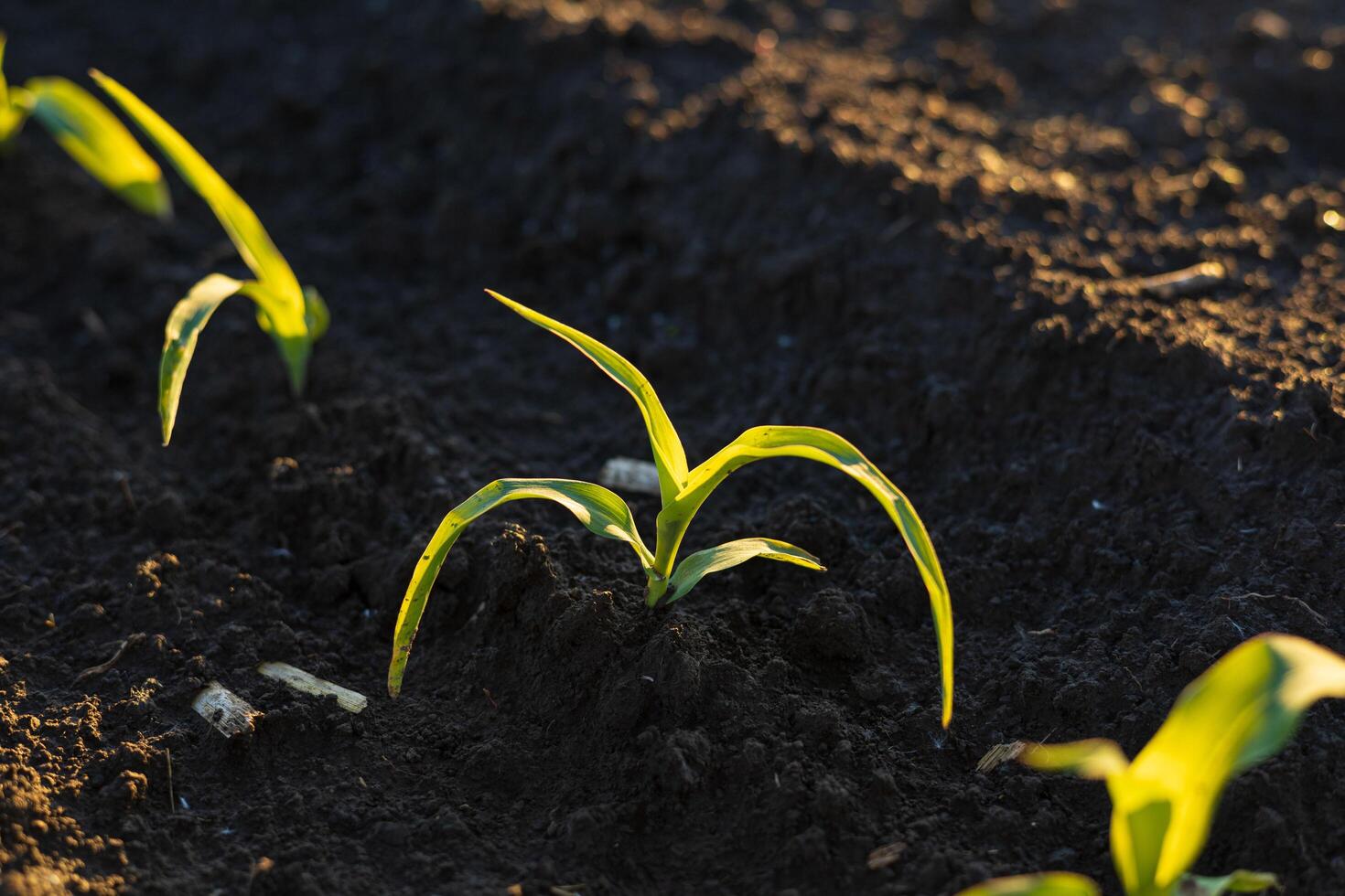 Young maize plants are sprouting through the dark earth, showcasing vibrant green leaves under soft morning light in a natural environment photo