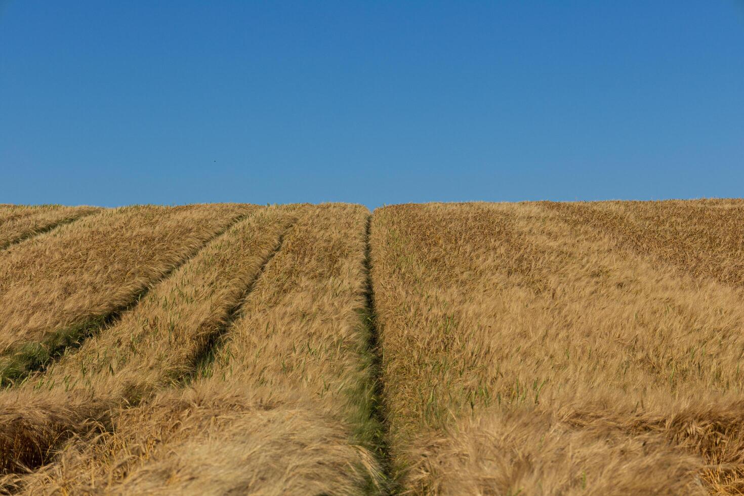 Vast golden wheat field showcases cut rows while a clear blue sky enhances the beauty of the harvest time, reflecting a serene rural scene photo