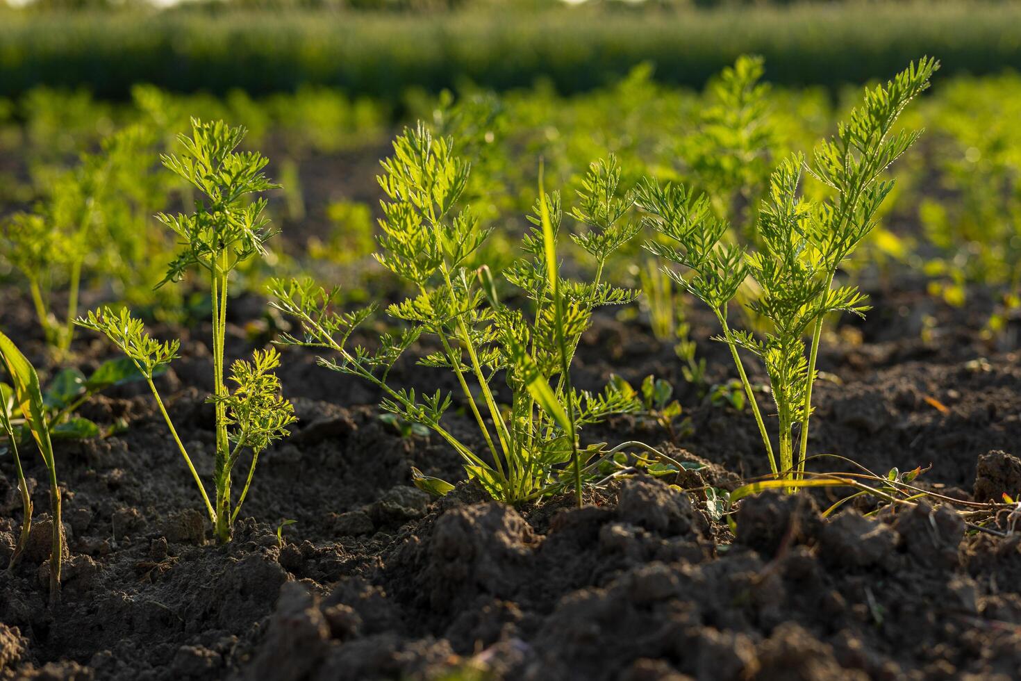 Fresh green carrot plants thrive in rich soil, basking in the warm glow of late afternoon sunlight in a well-kept garden photo