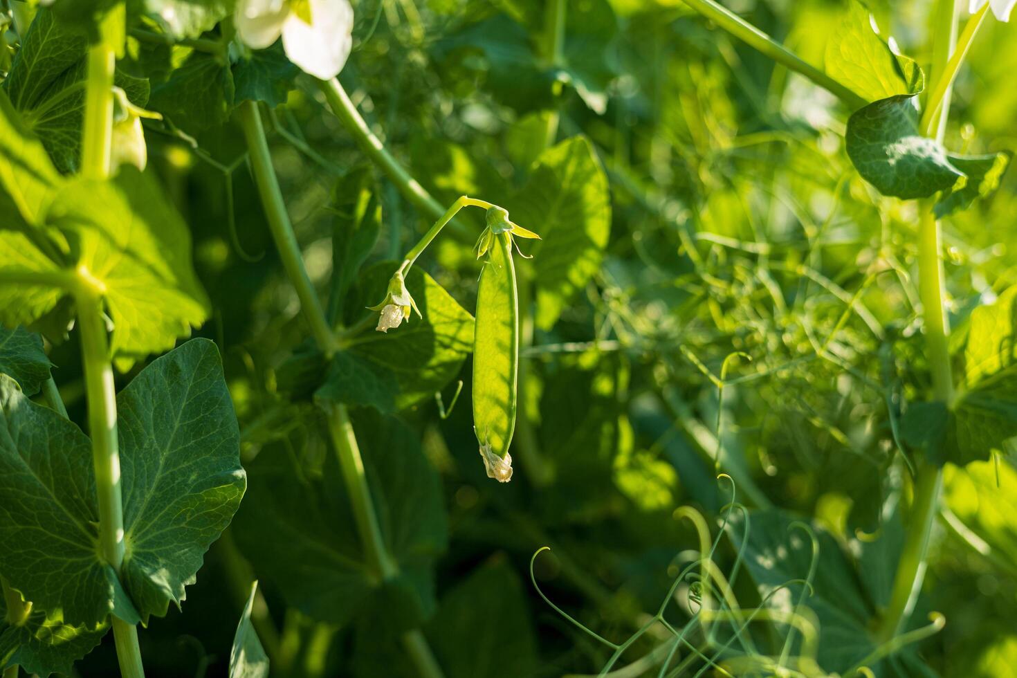 Lush green garden with pea plants is thriving in bright sunlight, showcasing a plump green pod ready for harvesting photo
