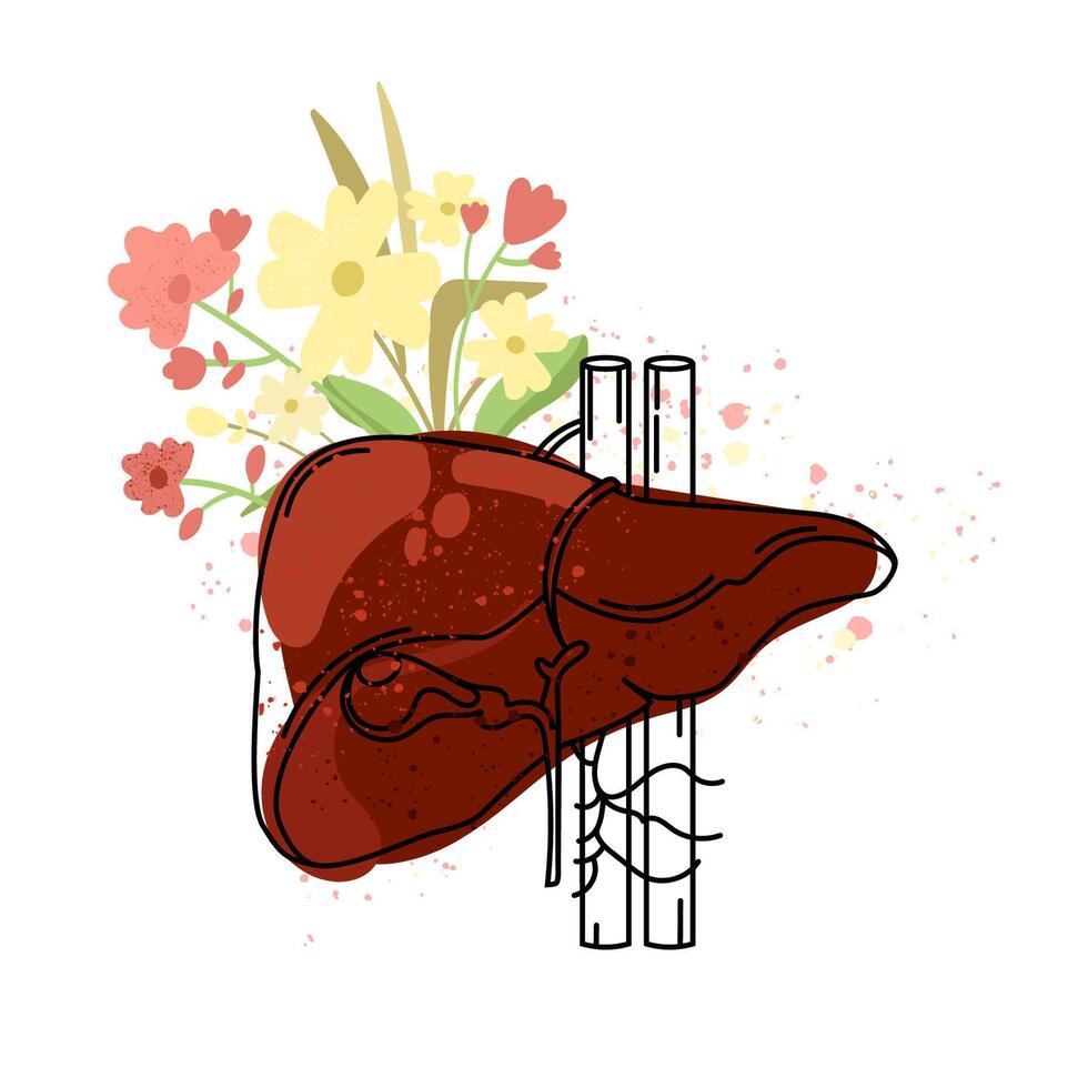 Human Liver Anatomy with Floral Abstract Design.Artistic human liver illustration with anatomical details and a colorful floral background in a medical and abstract style. illustration vector