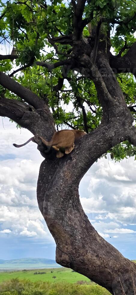 Lion cub in a tree photo