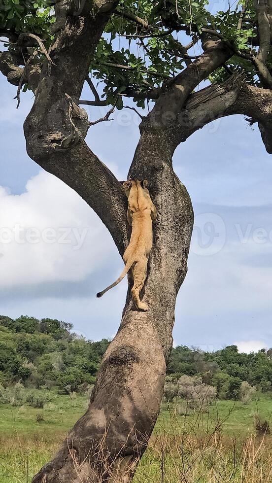 Lioness climbing a tree photo