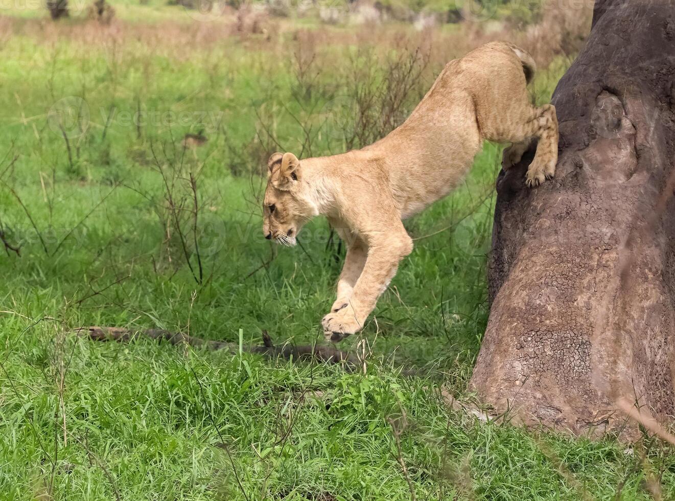 Lion cub jumping off tree photo