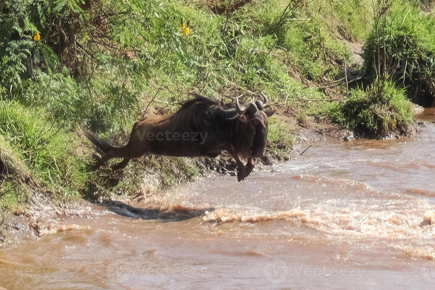Wildebeest jumping over a river photo
