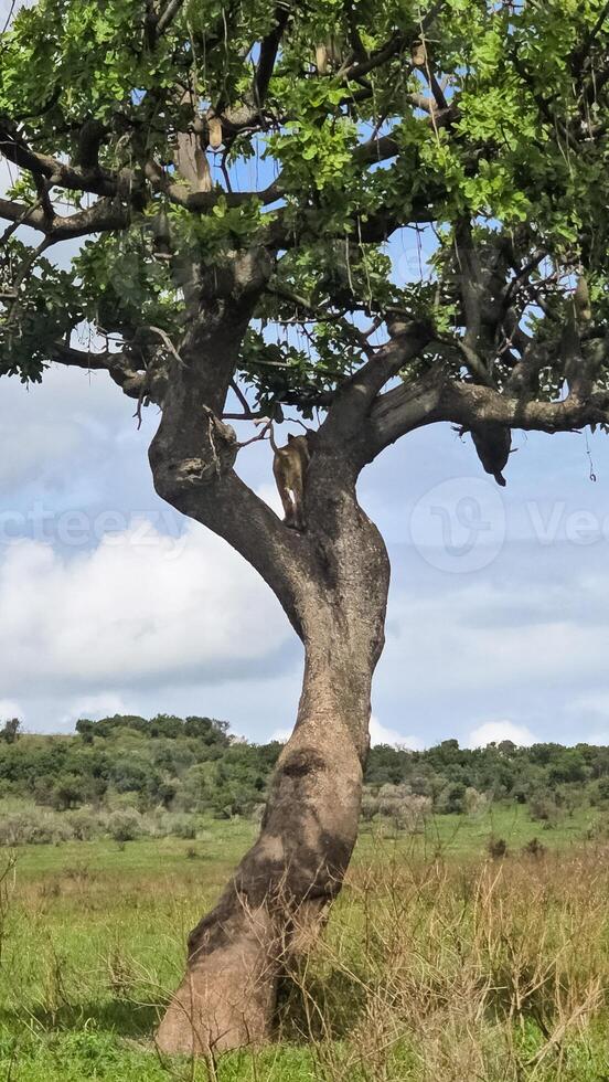Tree in African savannah photo