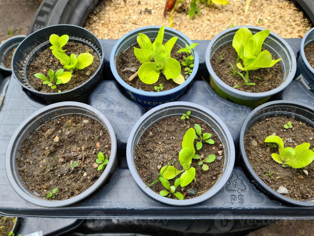 Young lettuce seedlings growing in pots on a tray photo