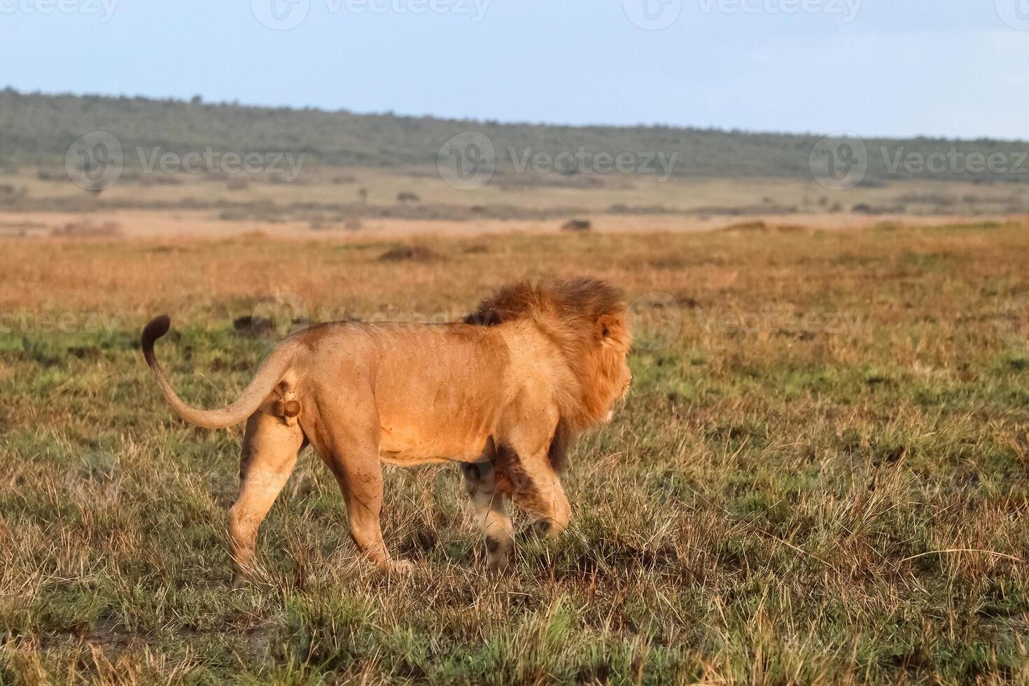 Lion walking through the grassland photo