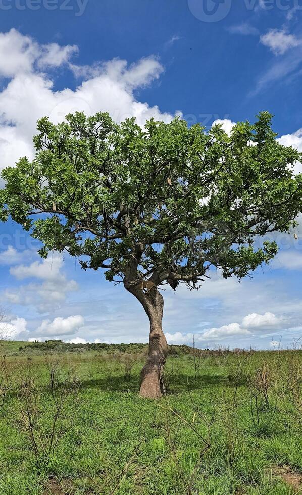 Leopard resting on a sausage tree in the African savanna photo