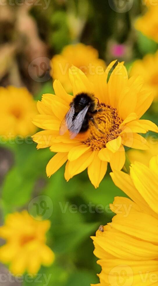 Bumblebee on the Sun Flower. a symbol of summer and pollination photo