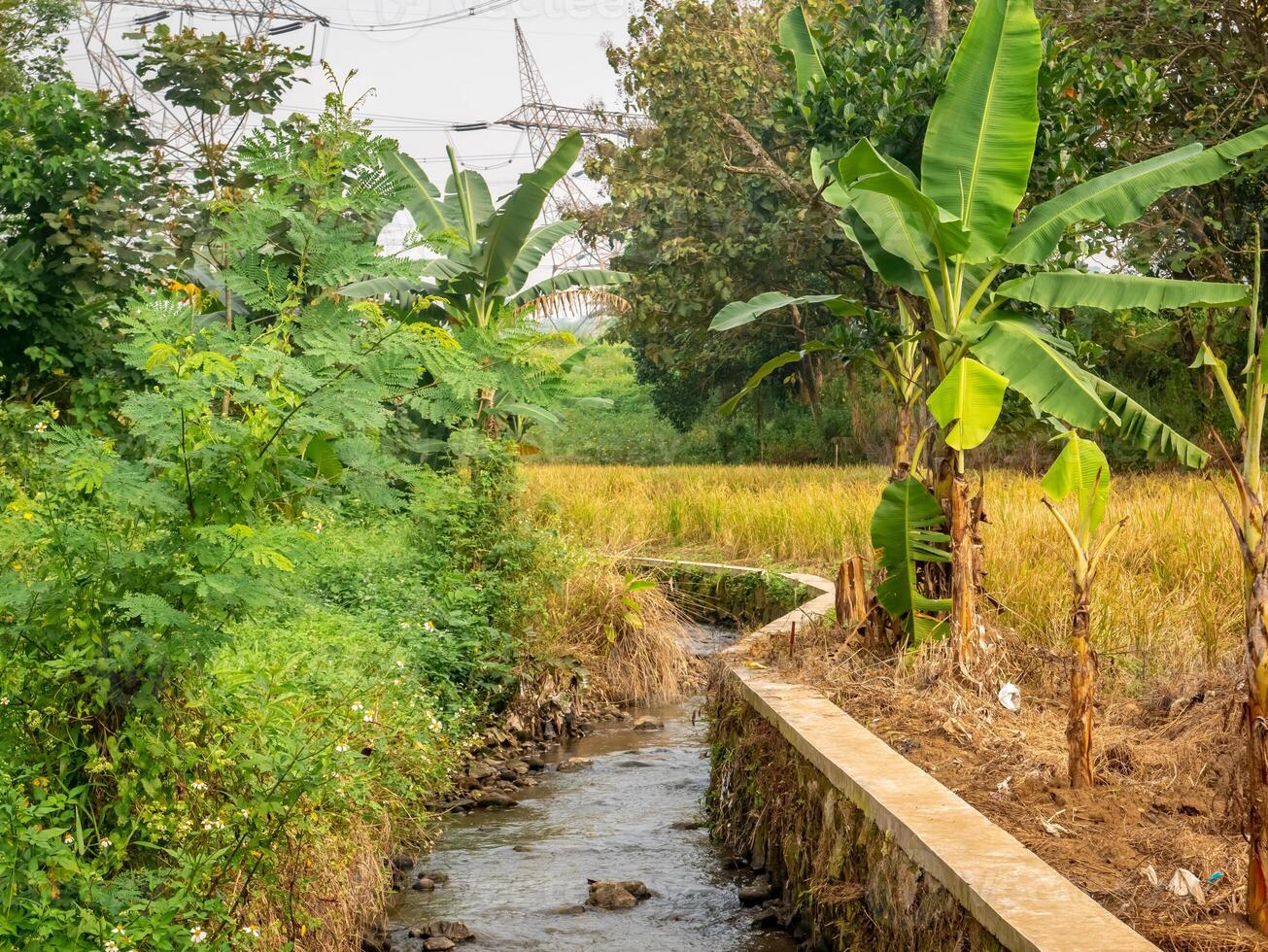 A tranquil stream flowing through a rural landscape with banana trees and rice fields photo