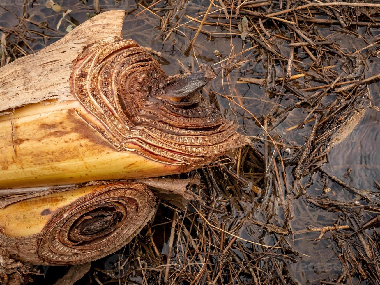 A banana tree trunk that was cut down in the middle of a wet field due to last night's rain photo