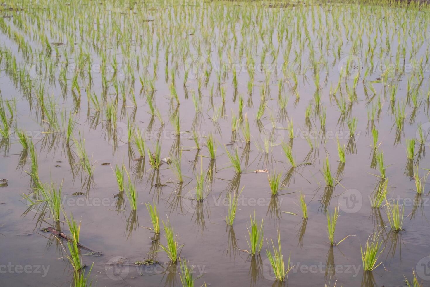 Rice seedlings are planted at a distance in muddy soil. Rice seedlings should not be planted close together so that they do not compete with each other for nutrients. Agricultural Industry photography photo