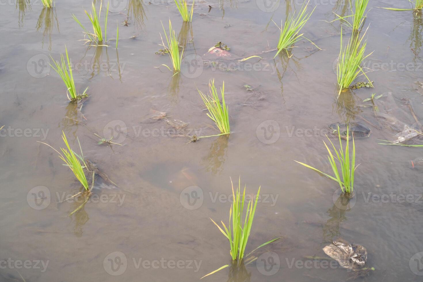 Rice seedlings are planted at a distance in muddy soil. Rice seedlings should not be planted close together so that they do not compete with each other for nutrients. Agricultural Industry photo
