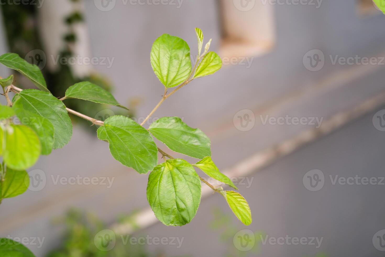 Macrophotography of round leaves with long stems. Ornamental plants that decorate the fence of the house in the garden. Texture of leaves and stems of ornamental plants. Bokeh shot. Copy space photo