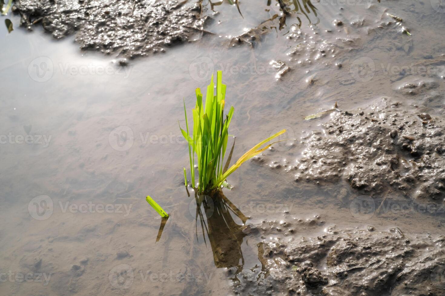 Close-up of rice seedlings in muddy soil. Rice seedlings are seeds of rice that have grown or germinated into young rice plants. Rice seedlings that grow well in watery muddy soil. Agriculture photo