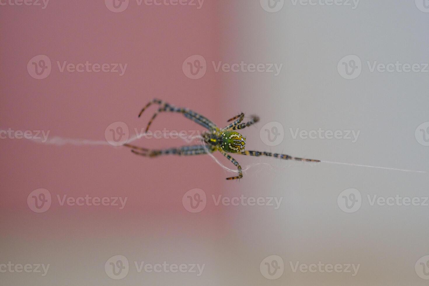 Macrophotography of Yellow Garden Spider crawling on a thin thread of web. Closeup shot of an arachnid species Argiope aurantia in a spider's web. Science of fauna and species in nature. Copy space photo
